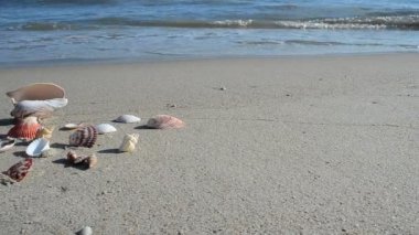 Kumsalda midye kabukları. Sahilde çekim yapmak..