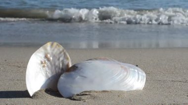 Kumsalda midye kabukları. Sahilde çekim yapmak..