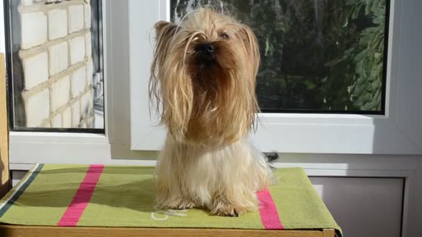 Yorkshire Terrier Contra Fundo Uma Janela Yorkshire Terrier Luz Sol — Vídeo de Stock