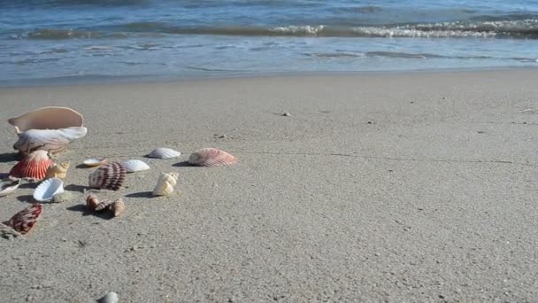 海鸥在沙滩上 海滩上 海滩上的射击 — 图库视频影像