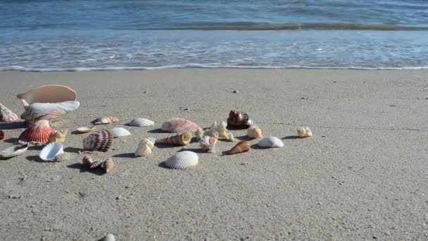 Cockleshells Sulla Sabbia Spiaggia Girare Sulla Spiaggia — Video Stock