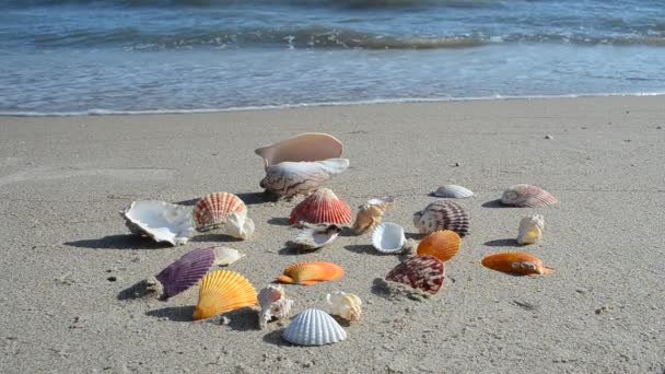 Muscheln Auf Sand Der Strand Schießen Strand — Stockvideo