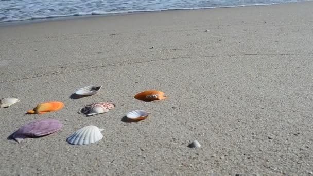 Muscheln Auf Sand Der Strand Schießen Strand — Stockvideo