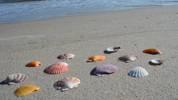 Cockleshells Zand Het Strand Schieten Het Strand — Stockvideo