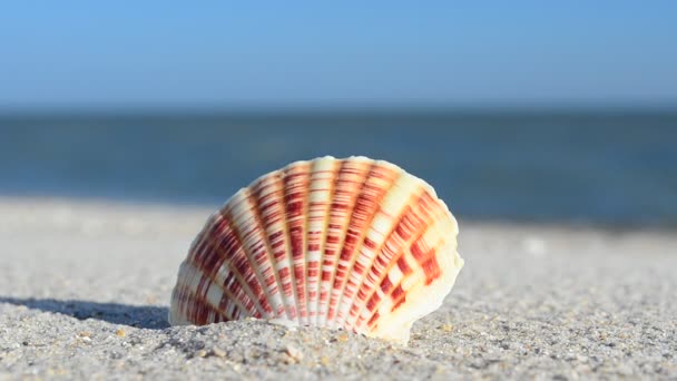 Cockleshells Zand Tegen Achtergrond Van Golven Schieten Het Strand — Stockvideo