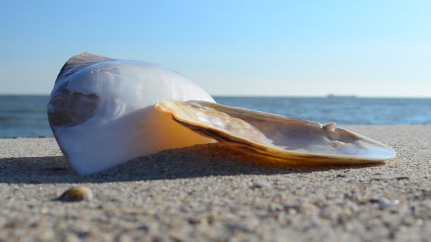 Conchas Gallo Sobre Arena Sobre Fondo Las Olas Disparos Playa — Vídeos de Stock