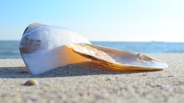 Cockleshells Sulla Sabbia Sullo Sfondo Delle Onde Girare Sulla Spiaggia — Video Stock