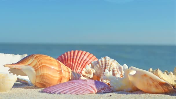 Cockleshells Sulla Sabbia Sullo Sfondo Delle Onde Girare Sulla Spiaggia — Video Stock