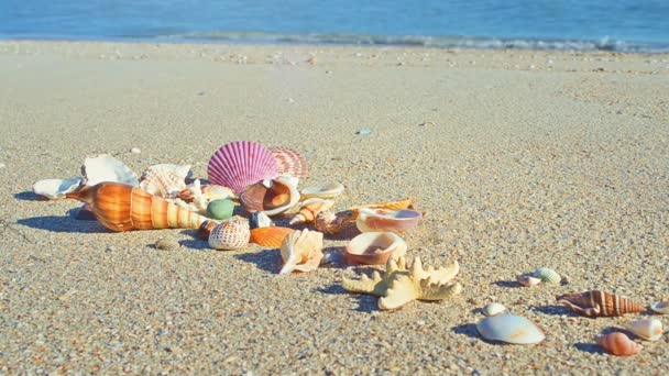 Cockleshells Areia Contra Fundo Das Ondas Tiro Praia — Vídeo de Stock