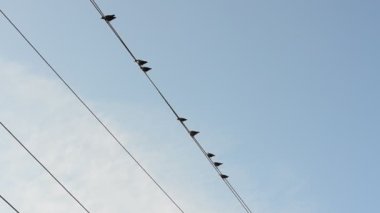 Dinleme cihazındaki kuşlar. Öğleden sonra kaldırılır..