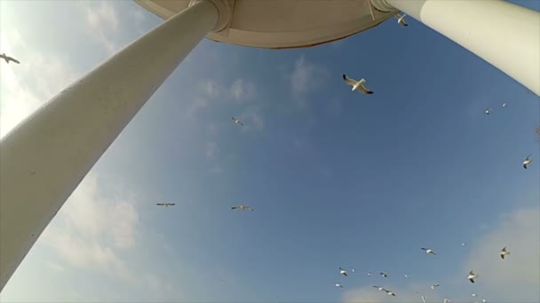 在大海和海鸥周围筑巢 慢动作海鸥和天空 — 图库视频影像