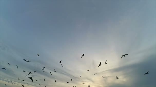 海鸥在天空中 慢动作海面上的海鸥 — 图库视频影像
