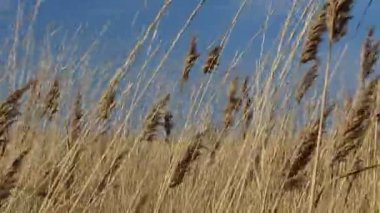 Kuru baston. Öğleden sonra çekim var..