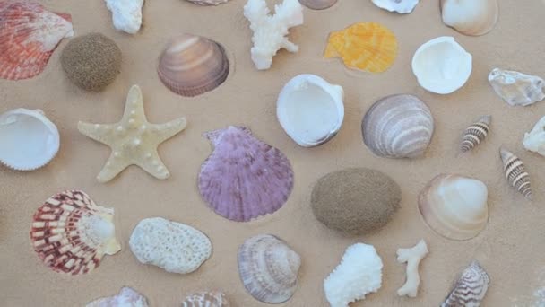 Des Coquillages Sur Sable Prise Vue Avec Direction — Video