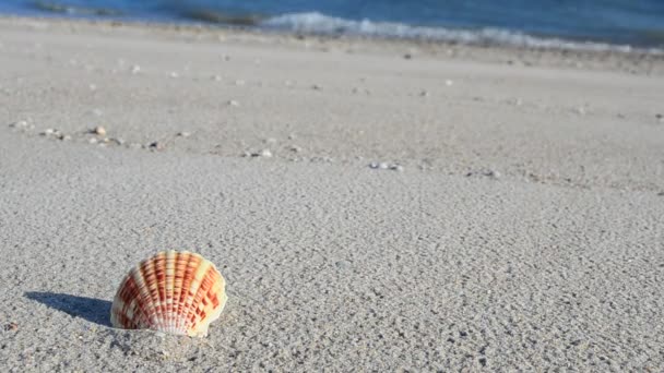 Muscheln Auf Sand Vor Dem Hintergrund Von Wellen Schießen Strand — Stockvideo