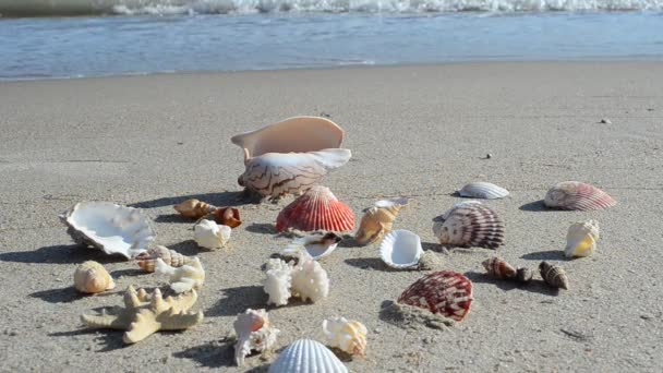 Cockleshells Zand Tegen Achtergrond Van Golven Schieten Het Strand — Stockvideo