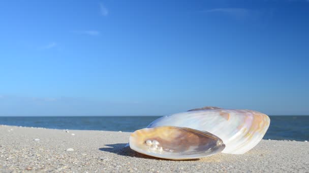 Muscheln Auf Sand Vor Dem Hintergrund Von Wellen Schießen Strand — Stockvideo