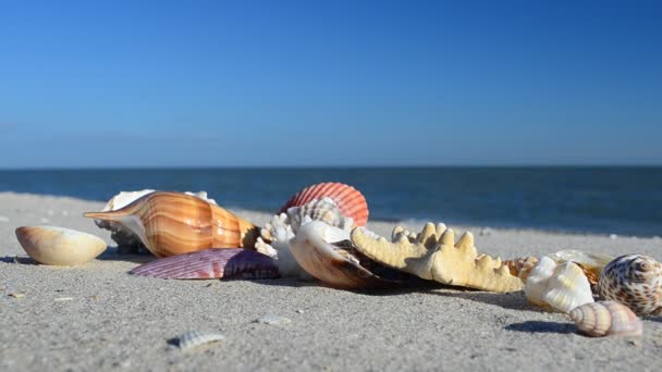 Muscheln Auf Sand Vor Dem Hintergrund Von Wellen Schießen Strand — Stockvideo