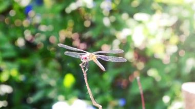 Bir dalda yusufçuk. Yazın çekim..