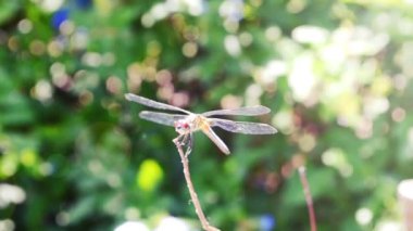 Bir dalda yusufçuk. Yazın çekim..