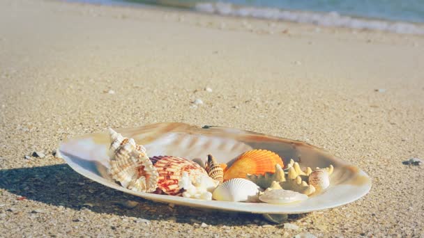 Cockleshells Zand Tegen Achtergrond Van Golven Schieten Het Strand — Stockvideo