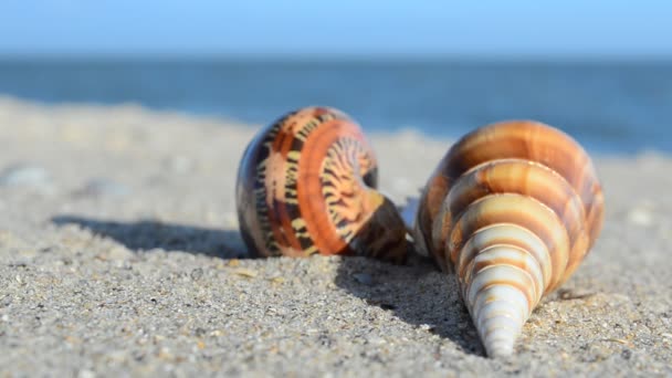 Cockleshells Sulla Sabbia Sullo Sfondo Delle Onde Girare Sulla Spiaggia — Video Stock