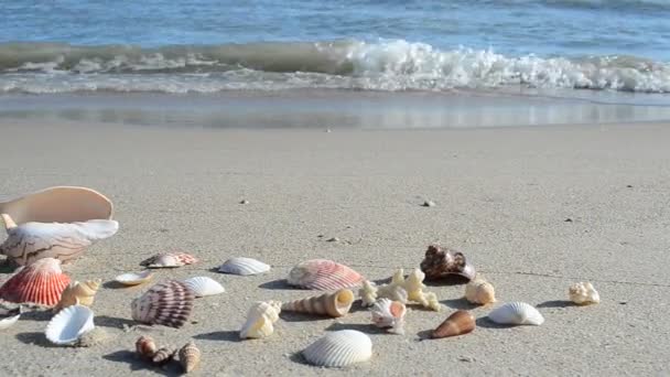 Cockleshells Στην Άμμο Φόντο Κύματα Πυροβολισμοί Στην Παραλία — Αρχείο Βίντεο