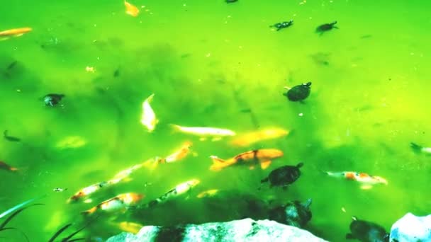 Koi Carps Fish Koi Carps Ryby Japonské Plavání Cyprinus Carpio — Stock video