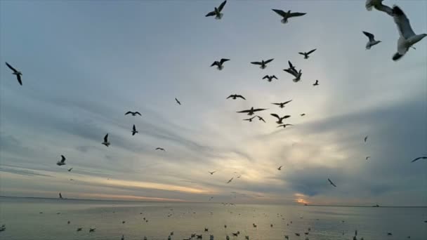 Gaviotas Cielo Cámara Lenta Gaviotas Sobre Mar — Vídeo de stock