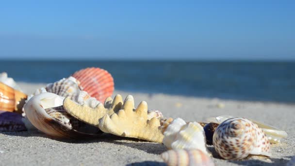 Cockleshells Areia Contra Fundo Das Ondas Tiro Praia — Vídeo de Stock