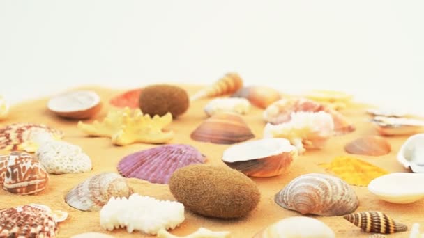 Coquillages Sur Sable Sur Fond Blanc Prise Vue Avec Direction — Video