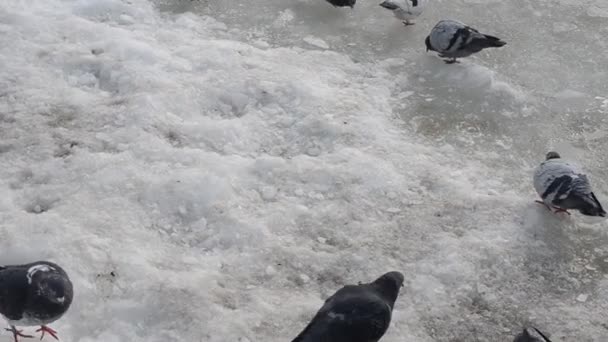 鸽子在冰上 大海在冬天 海洋和鸟类 — 图库视频影像