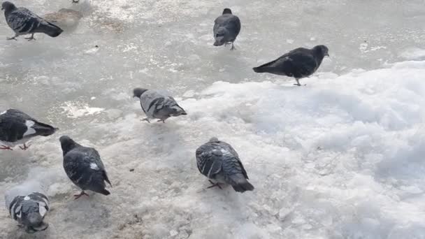 Pigeons Sur Glace Mer Hiver Mer Oiseaux — Video