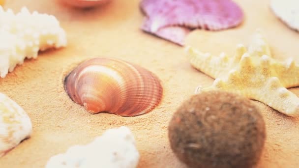 Coquillages Sur Sable Sur Fond Blanc Prise Vue Avec Direction — Video