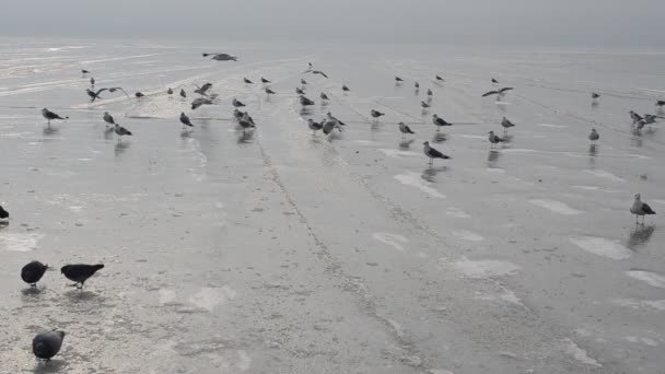 海鸥在冰上 大海在冬天 海洋和鸟类 — 图库视频影像