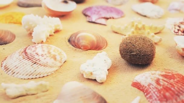 Cockleshells Zand Witte Achtergrond Schieten Met Geleiding — Stockvideo