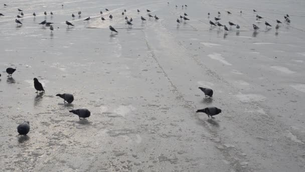 Gaivotas Gelo Mar Inverno Mar Aves — Vídeo de Stock