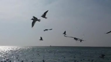 Denizin üzerinde bir sürü martı. Denizin üzerinde martılar.