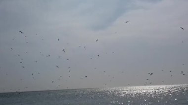 Denizin üzerinde bir sürü martı. Denizin üzerinde martılar.