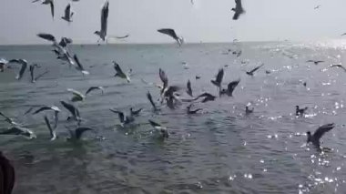 Denizin üzerinde bir sürü martı. Denizin üzerinde martılar.