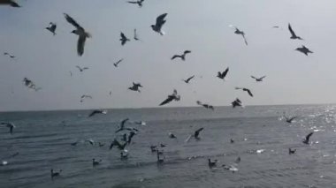 Denizin üzerinde bir sürü martı. Denizin üzerinde martılar.
