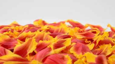 Beyaz arka planda laleler. Lale yapraklarının arka planı.