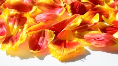 Lale yapraklarının arka planı. Harekette çekim..