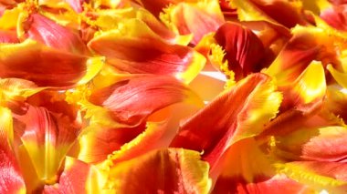 Beyaz arka planda laleler. Lale yapraklarının arka planı.