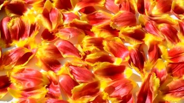 Beyaz arka planda laleler. Lale yapraklarının arka planı.