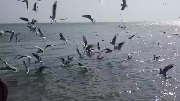 海の上にカモメのパック 海の向こうのカモメ — ストック動画