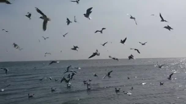 海の上にカモメのパック 海の向こうのカモメ — ストック動画