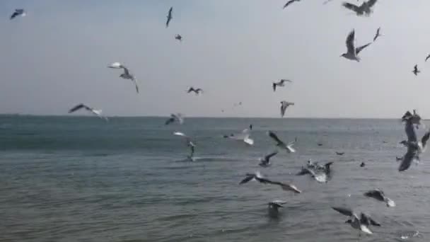 Denizin Üzerinde Martılar Denizin Üzerinde Bir Martı Sürüsü — Stok video