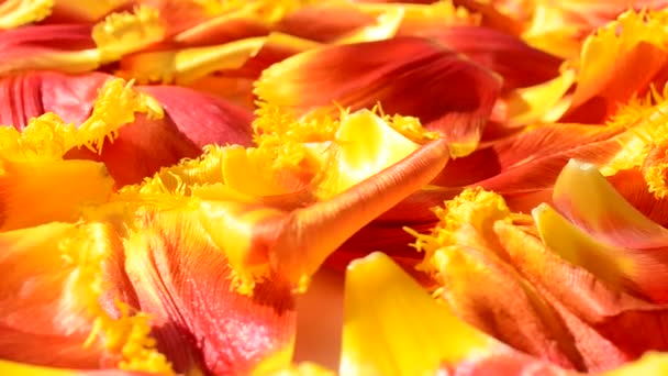 Tulpen Een Witte Achtergrond Achtergrond Van Blaadjes Van Tulpen — Stockvideo