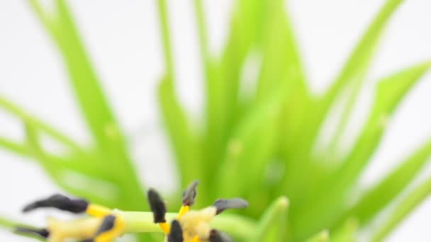 Våren Blommor Vit Bakgrund Minimalism Fotografering Rörelsen — Stockvideo